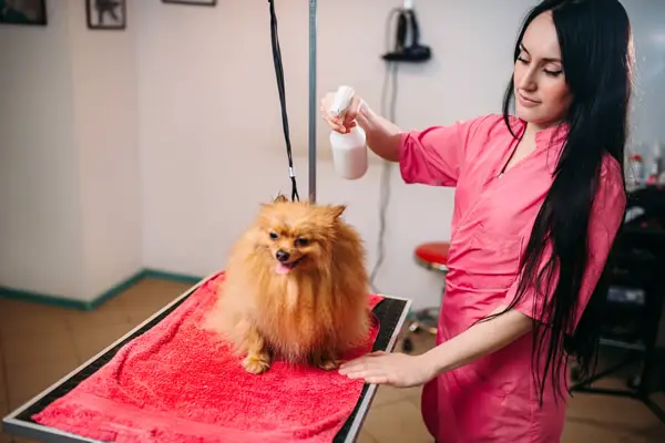 Start a Dog Grooming Business